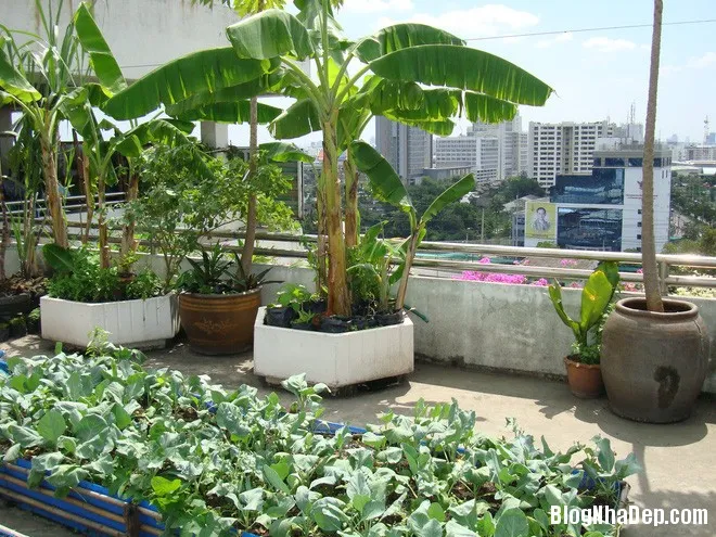 Cách bố trí vườn trên sân thượng cực chất cho nhà nhỏ