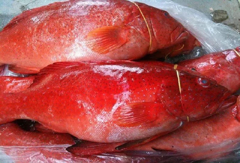 Bí quyết làm sashimi cá mú ngon thanh mát cho gia đình