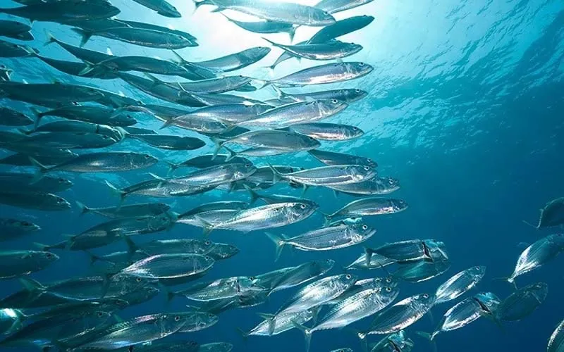 Cá bạc má làm gì ngon? 15+ Cách chế biến cá bạc má ngon giữ nguyên giá trị dinh dưỡng