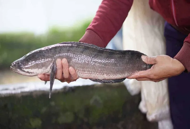 Cách làm cá lóc nướng giấy bạc đơn giản thơm lừng ngon khó cưỡng